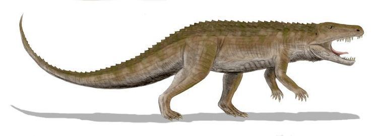 Coahomasuchus