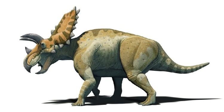 Coahuilaceratops Coahuilaceratops Pictures amp Facts The Dinosaur Database