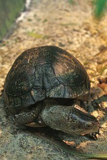 Coahuilan box turtle httpsuploadwikimediaorgwikipediacommonsthu