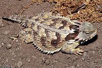 Coast horned lizard Blainville39s Horned Lizard Phrynosoma blainvillii