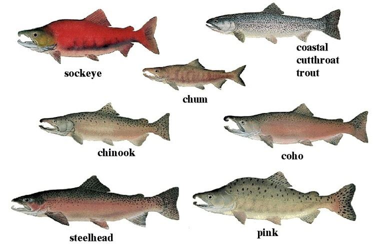 Coast Salish people and salmon