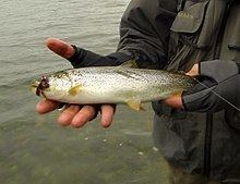 Coastal cutthroat trout httpsuploadwikimediaorgwikipediacommonsthu