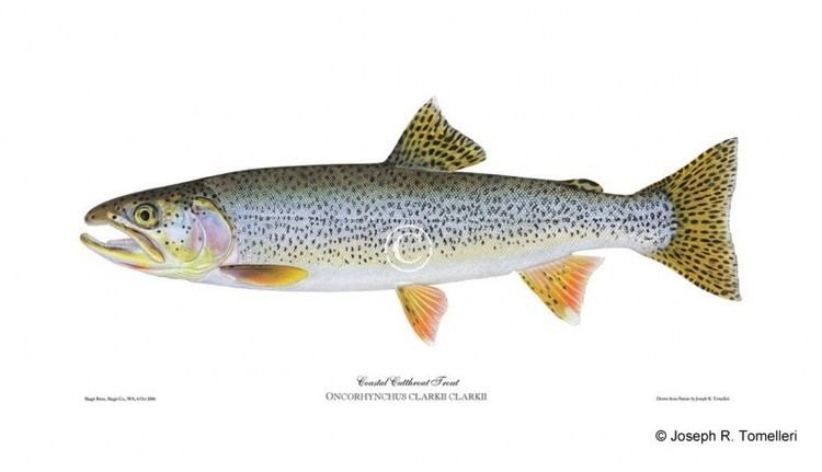 Coastal cutthroat trout Coastal cutthroat trout American Fishes