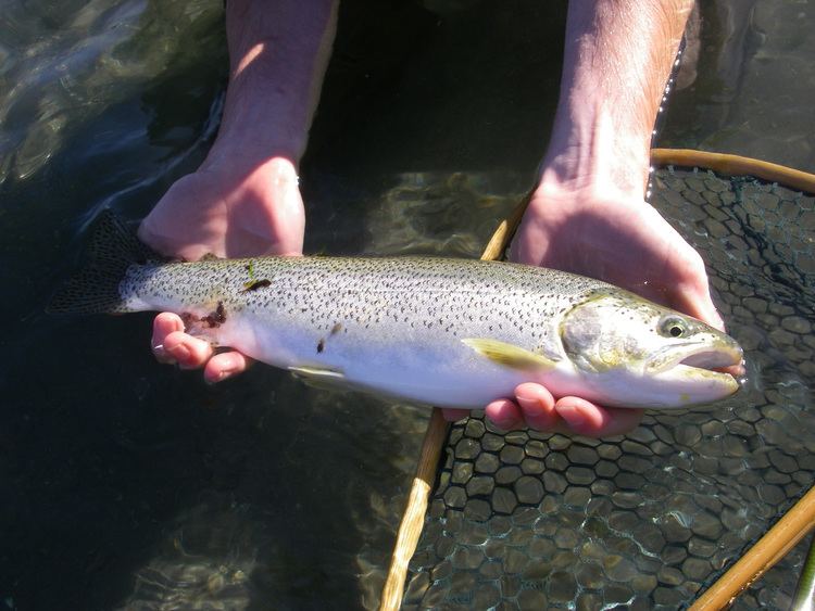 Coastal cutthroat trout Native Trout Fly Fishing Coastal Cutthroat Trout