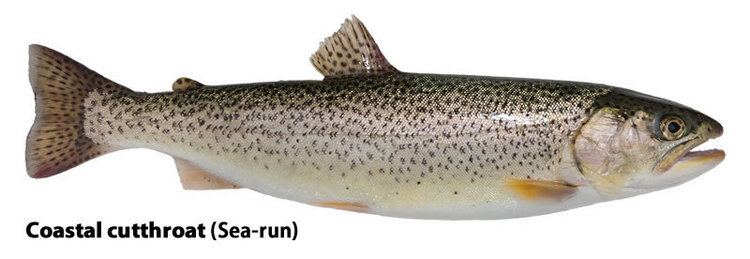 Coastal cutthroat trout Cutthroat Trout Coastal Identification amp Information Washington