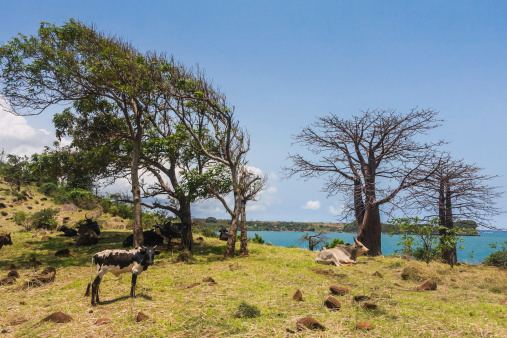 Coastal forests of eastern Africa 5 Of The Most Endangered Forests In The World Care2 Causes