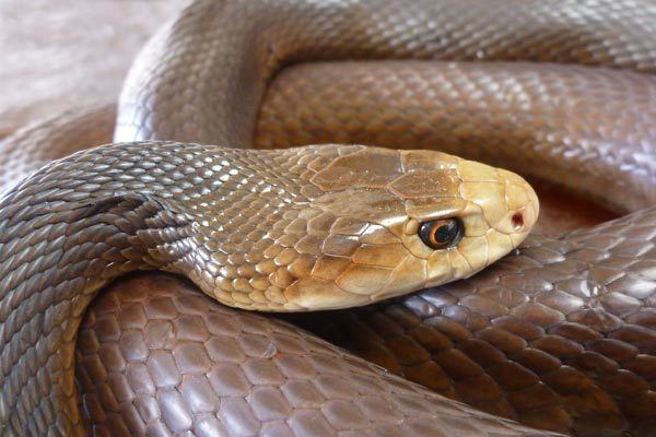 coastal taipan