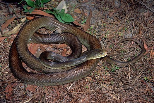 Coastal taipan - Alchetron, The Free Social Encyclopedia