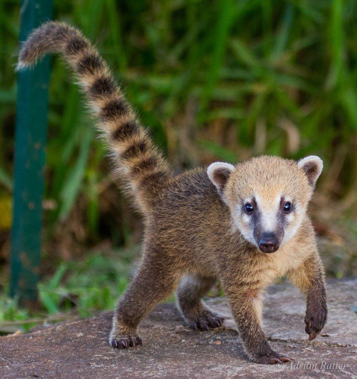 Coati 5 Interesting Facts About South American Coatis Hayden39s Animal Facts