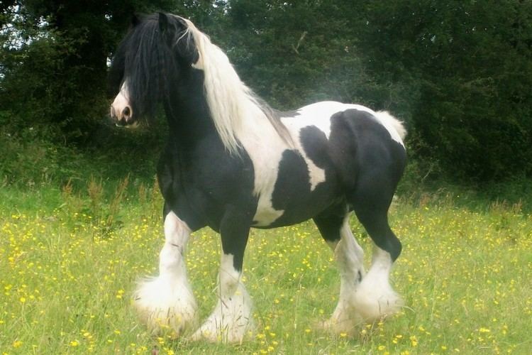 Cob (horse) Gypsy Horse Info Origin History Pictures Horse Breeds