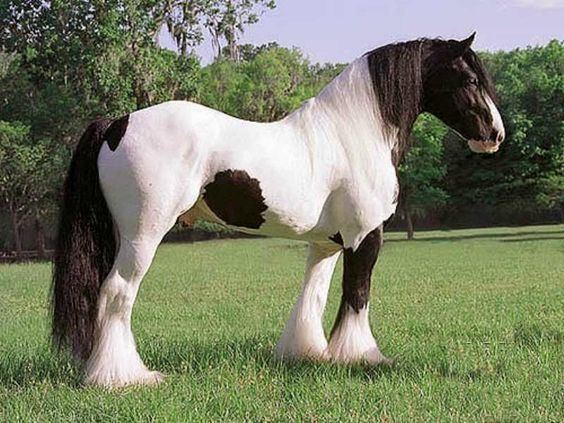 Cob (horse) Irish CobGypsy VannerTinker Horse Horses Pinterest