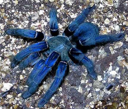 Cobalt blue tarantula Cobalt Blue Tarantula Haplopelma lividum