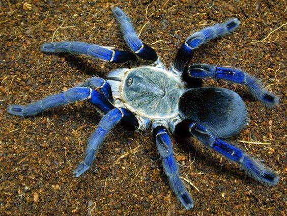 Cobalt blue tarantula Cobalt blue Tarantula Tarantulas tarantula tarantulas Spiders