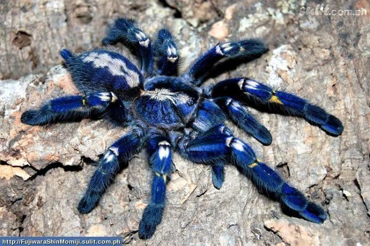 Cobalt blue tarantula Cobalt Blue Tarantula Imgur
