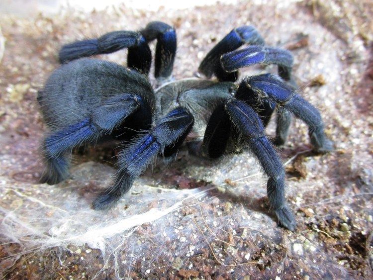 Cobalt blue tarantula httpsiytimgcomvi0GtWxpw7R4maxresdefaultjpg