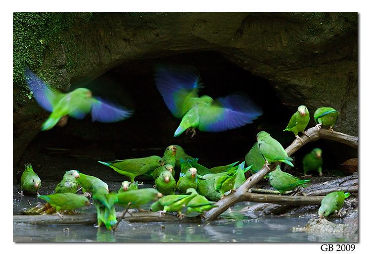 Cobalt-winged parakeet COBALTWINGED