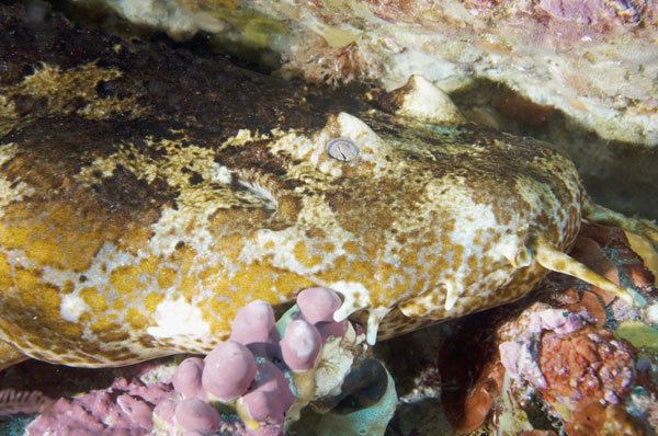 Cobbler wobbegong wwwelasmodivercomSharkive20imagesCobblerwobb