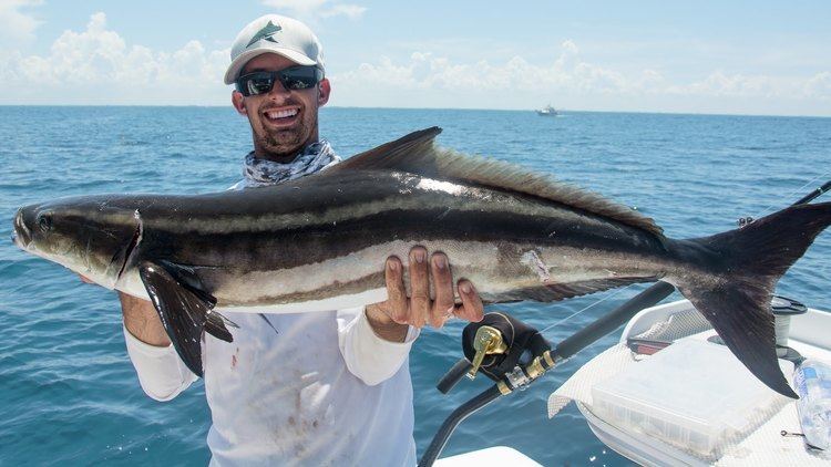 Cobia Offshore Cobia Fishing with Epic Shark Action YouTube