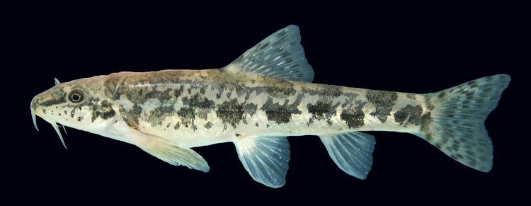 Cobitidae Freshwater Fishes of Iran Species Accounts Cobitidae