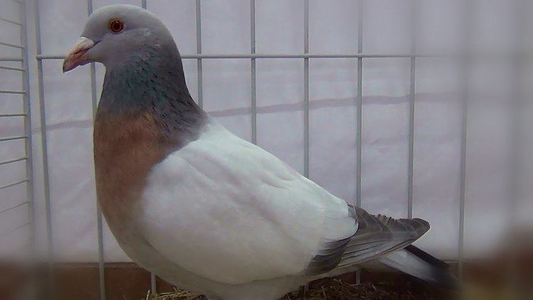 Coburg Lark pigeon Alouettes de Cobourg Coburg Lark Pigeon Coburger Lerche YouTube