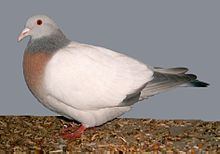 Coburg Lark pigeon httpsuploadwikimediaorgwikipediacommonsthu