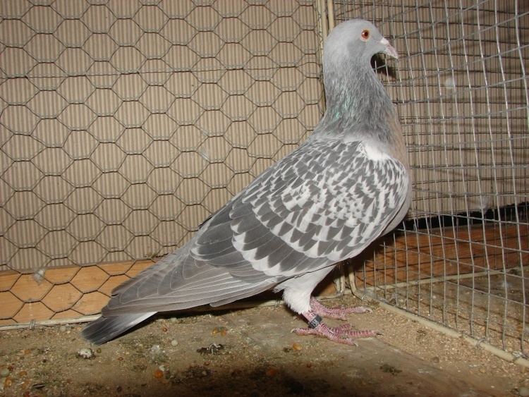Coburg Lark pigeon Coburg lark pigeons Coburger Lerche Pigeons fall