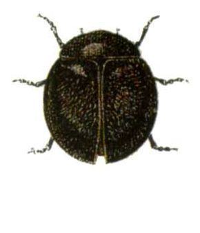 Coccidulinae httpsuploadwikimediaorgwikipediacommonsthu