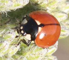 Coccinella californica httpsuploadwikimediaorgwikipediacommonsthu