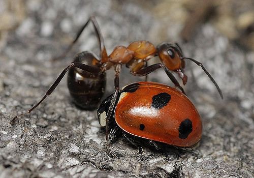 Coccinella magnifica Scarce 7spot Ladybird Coccinella magnifica amp Wood Ant Flickr