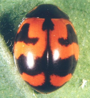 Coccinella transversalis Featured insects
