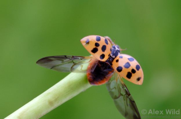 Coccinellidae on a stem