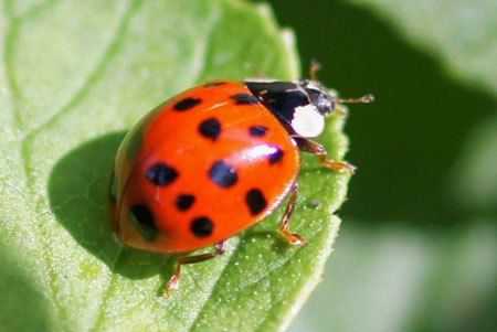 Coccinellidae in the garden