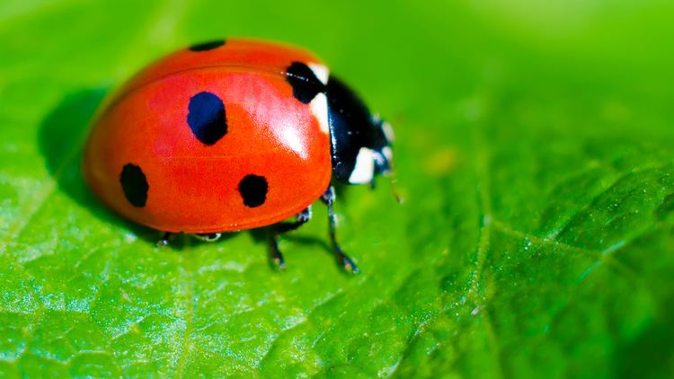 Coccinellidae on a leaves