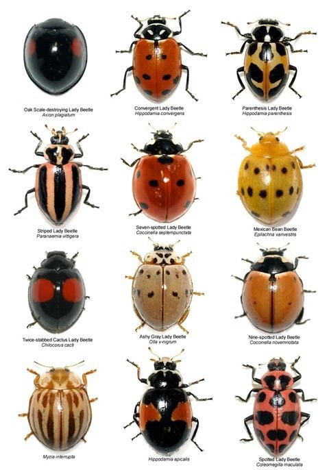 Different types of beetles