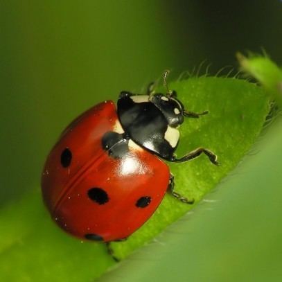 Coccinellidae on a leaves