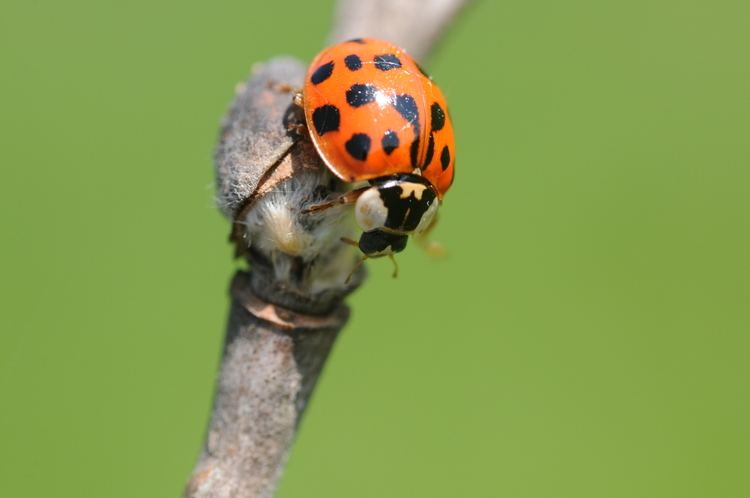Coccinellidae on a branch of tree