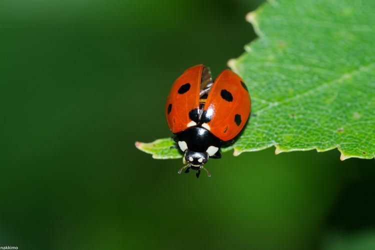 Coccinellidae on a leaves