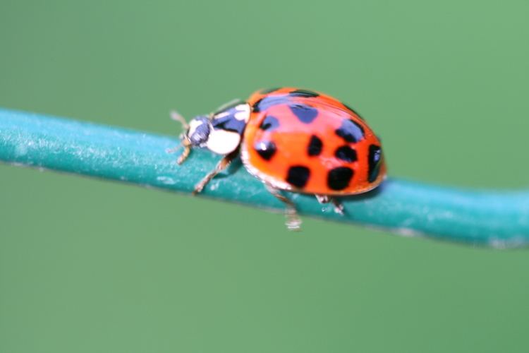 Coccinellidae on a stem