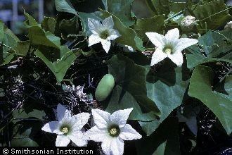 Coccinia grandis Plants Profile for Coccinia grandis ivy gourd