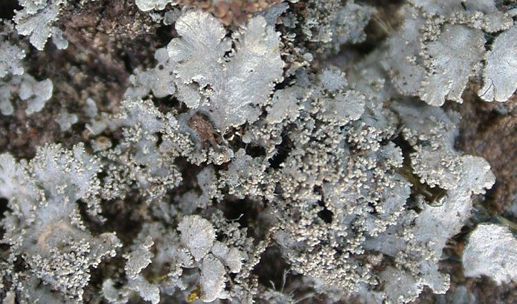 Coccocarpia Coccocarpia pellita Pictures of Tropical Lichens