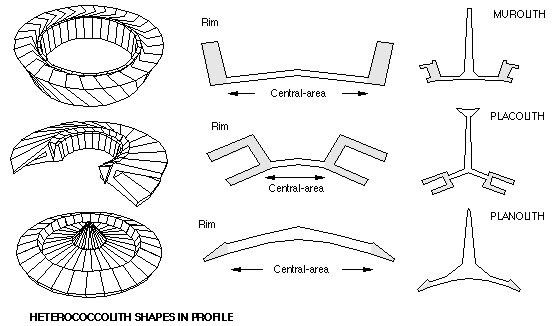 Coccolith INA Terminology Coccolith shape and size