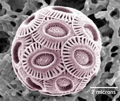 Coccolith Blooming around the world A story of coccolithophore coexistence