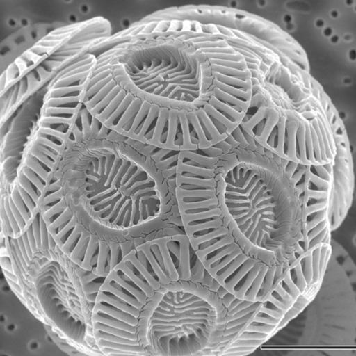Coccolithophore Coccolithophores Tiny Phytoplankton Help Store Carbon in the Ocean