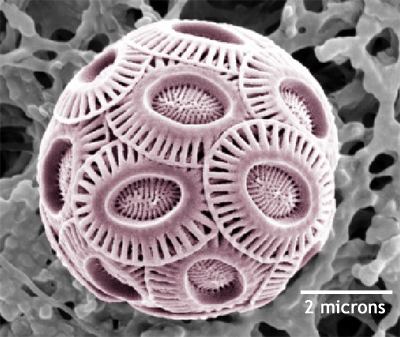 Coccolithophore Blooming around the world A story of coccolithophore coexistence