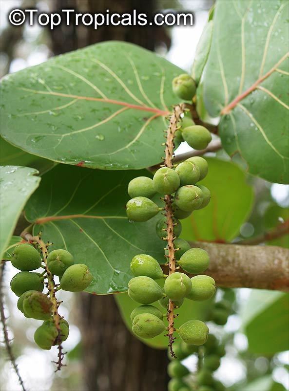 Coccoloba Coccoloba uvifera Sea grape TopTropicalscom