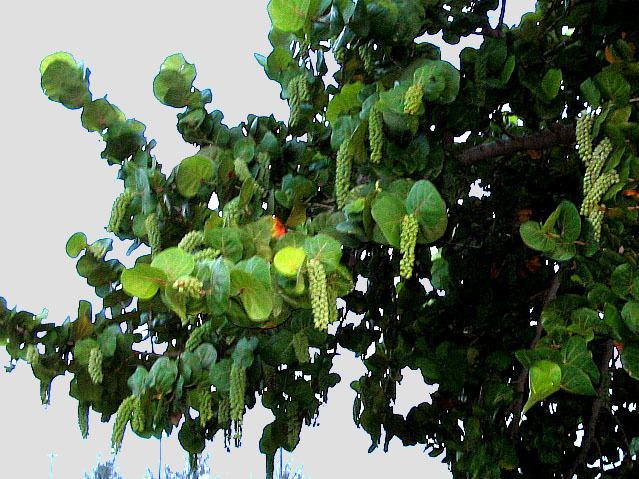 Coccoloba MicUK Coccoloba uvifera The leaves and a parasite