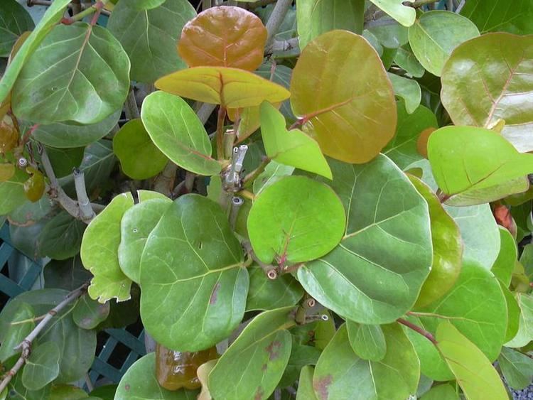 Coccoloba Coccoloba uvifera My Jungle Garden