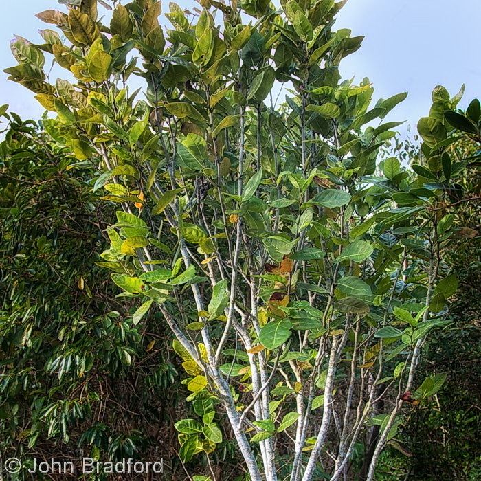 Coccoloba diversifolia Florida Native Plant Society