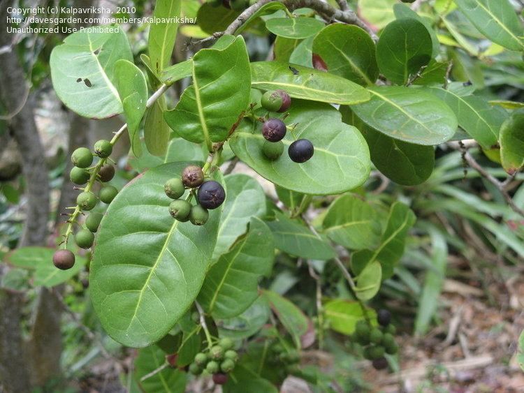 Coccoloba diversifolia PlantFiles Pictures Pigeon Plum Coccoloba diversifolia by