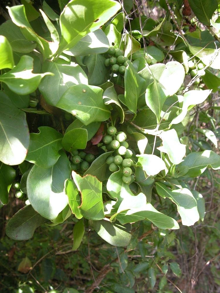 Coccoloba diversifolia Leon Levy Native Plant Preserve Plant Listings Coccoloba